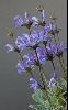 <em>Salvia cyanescens</em>